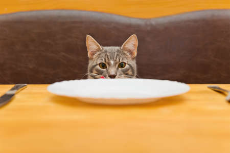 junge Katze nach dem Essen von der Küchenplatte. Konzentrieren Sie sich auf eine Katze Stockfoto
