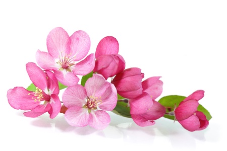 Red cherry blossom flower isolated on white Фото со стока