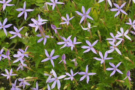 5 枚の花弁に紫の花ジャスミンと Runcinate 形の庭の葉 の写真素材 画像素材 Image