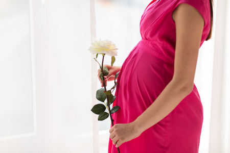pregnancy, motherhood, people, holidays and expectation concept - close up of pregnant woman with white rose flower at home Фото со стока
