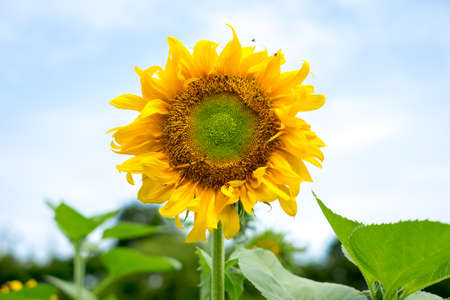 Sun flower: Schöne Sonnenblume Lizenzfreie Bilder