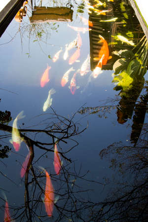 汚れた水の池の鯉はきれいではないです の写真素材 画像素材 Image 汚れた水の池の鯉はきれいではないです の写真素材 画像素材 Image