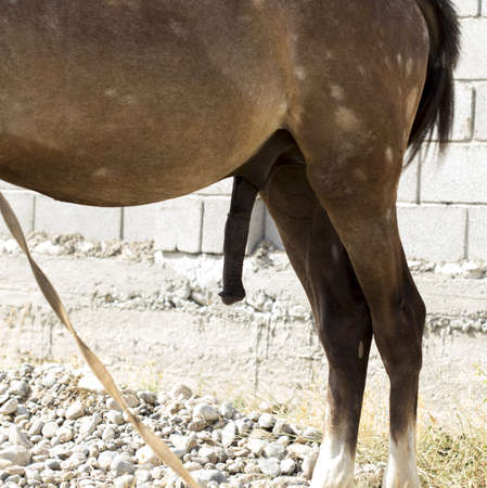 Horse Member Horse Member