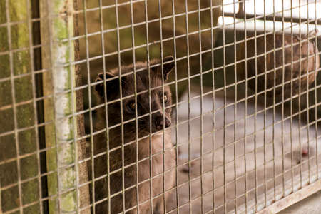Asian Palm Civet Coffee Making Kopi Luwak Stock Photo Asian Palm Civet Coffee Making Kopi Luwak Stock Photo