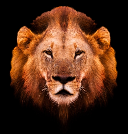 Reflet Parfait D Un Lion Male De Detente Dans La Nature Banque D Images Et Photos Libres De Droits Image Reflet Parfait D Un Lion Male De Detente Dans La Nature Banque D Images Et Photos Libres De Droits Image