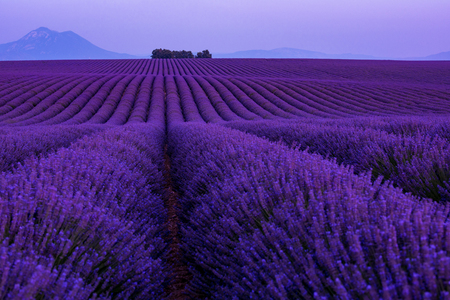 Lavender Field Stock Photos And Images 123rf