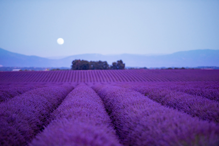 the moon above lavender field in summer purple aromatic flowers near valensole in provence france - 120000093