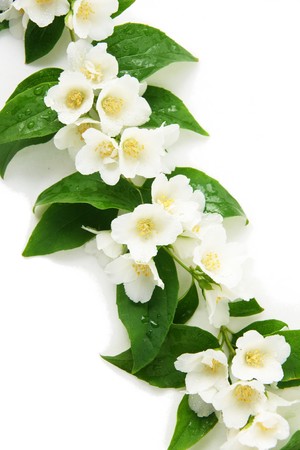 a jasmine with a water drops on white