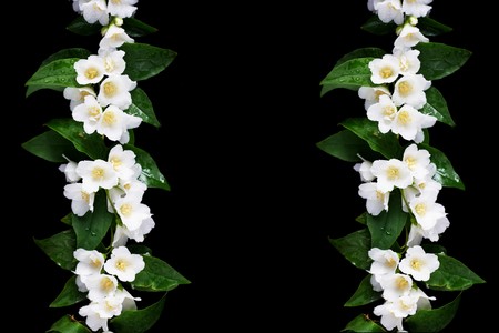 a jasmine lines on black Фото со стока