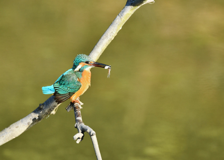 Eisvogel Diät Eisvogel Diät