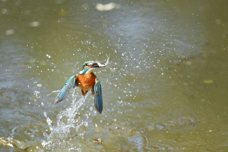カワセミの捕食の写真素材・画像素材 Image 87213601