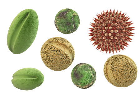 Pollen grains from different plants, 3D illustration. They are factors causing hay fever and allergic rhinitis Stock Illustration - 84820593 Pollen grains from different plants, 3D illustration. They are factors causing hay fever and allergic rhinitis Stock Illustration - 84820593