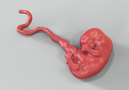 7-weeks human embryo, scientifically accurate 3D illustration Foto de archivo - 103377532 7-weeks human embryo, scientifically accurate 3D illustration Foto de archivo - 103377532