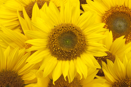 Sun flower: Sonnenblumen nahaufnahme