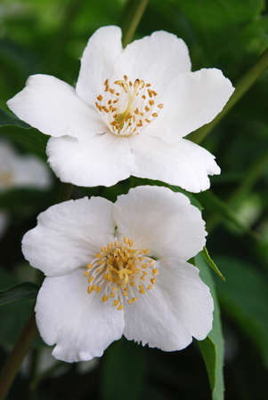 white jasmine flower