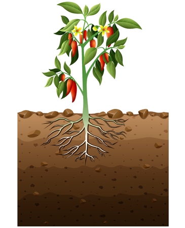 Vector illustration of Cayenne plant with root underground illustration