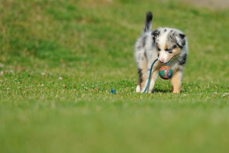 Australian Shepherd aussie puppy playing with toy as ball on rope in the garden - 14782576