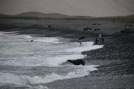 Fortuna Bay, South Georgia, is home to one of the largest King Penguin Rookeries on the Island.