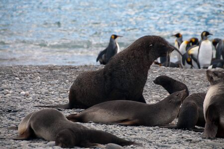 Fur Seal on the Salisbury Plains area of South Georgia.