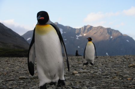 Fortuna Bay, South Georgia, is home to one of the largest King Penguin Rookeries on the Island.