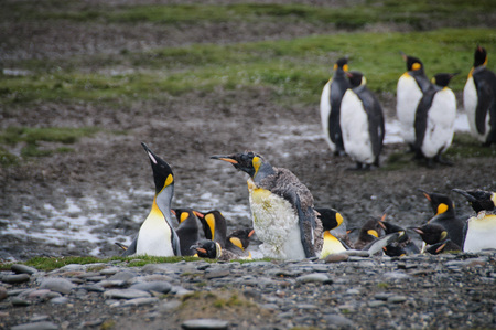 Impression of the wild abundance of King Penguins at Salisbury Plains, South Georgia. Salisbury plains is home to one of the largest King Penguin Rookeries, or Colonies, in the World