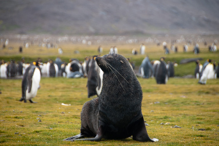 Fur Seal on the Salisbury Plains area of South Georgia.