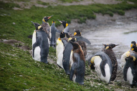Impression of the wild abundance of King Penguins at Salisbury Plains, South Georgia. Salisbury plains is home to one of the largest King Penguin Rookeries, or Colonies, in the World