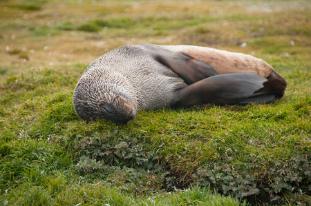 Fur Seal on the Salisbury Plains area of South Georgia.