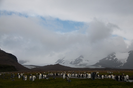 Impression of the wild abundance of King Penguins at Salisbury Plains, South Georgia. Salisbury plains is home to one of the largest King Penguin Rookeries, or Colonies, in the World