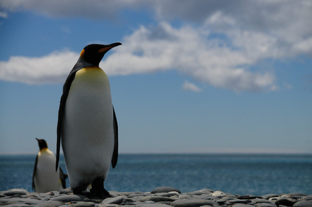 Impression of the wild abundance of King Penguins at Salisbury Plains, South Georgia. Salisbury plains is home to one of the largest King Penguin Rookeries, or Colonies, in the World