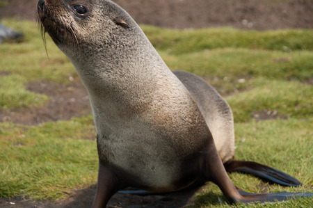 Fur Seal on the Salisbury Plains area of South Georgia.