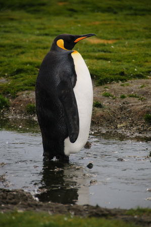 Impression of the wild abundance of King Penguins at Salisbury Plains, South Georgia. Salisbury plains is home to one of the largest King Penguin Rookeries, or Colonies, in the World