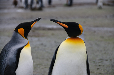 Impression of the wild abundance of King Penguins at Salisbury Plains, South Georgia. Salisbury plains is home to one of the largest King Penguin Rookeries, or Colonies, in the World