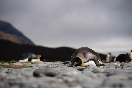 Impression of the wild abundance of King Penguins at Salisbury Plains, South Georgia. Salisbury plains is home to one of the largest King Penguin Rookeries, or Colonies, in the World