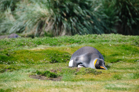 Impression of the wild abundance of King Penguins at Salisbury Plains, South Georgia. Salisbury plains is home to one of the largest King Penguin Rookeries, or Colonies, in the World