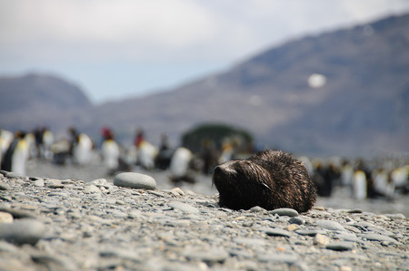 Impression of the wild abundance of King Penguins at Salisbury Plains, South Georgia. Salisbury plains is home to one of the largest King Penguin Rookeries, or Colonies, in the World
