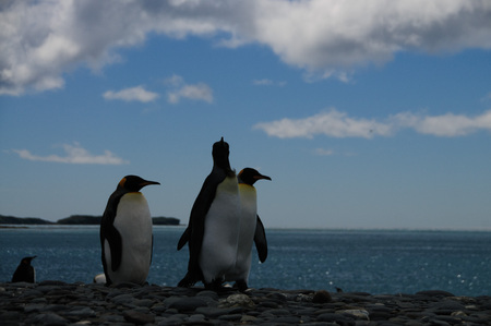Impression of the wild abundance of King Penguins at Salisbury Plains, South Georgia. Salisbury plains is home to one of the largest King Penguin Rookeries, or Colonies, in the World