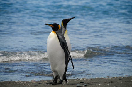 Impression of the wild abundance of King Penguins at Salisbury Plains, South Georgia. Salisbury plains is home to one of the largest King Penguin Rookeries, or Colonies, in the World