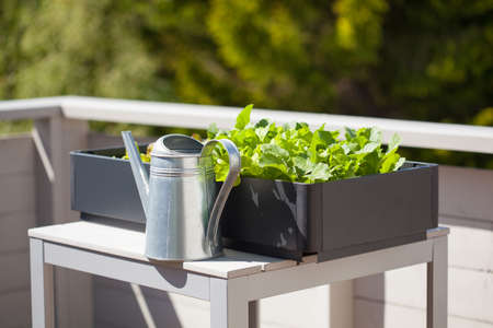 growing radish and salad in container on balcony. vegetable garden - 81887776