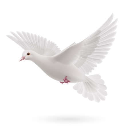 white dove stock photos