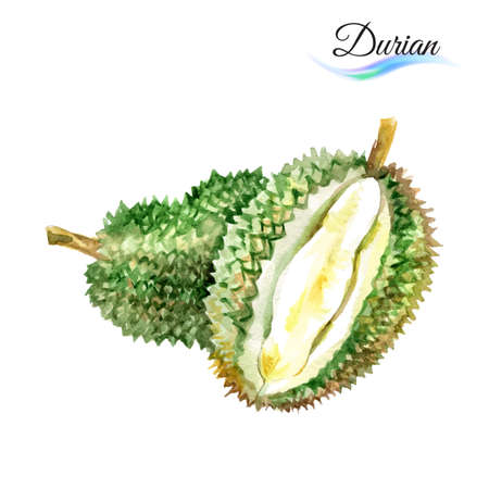 Durian: Watercolor fruit durian isolated on white background