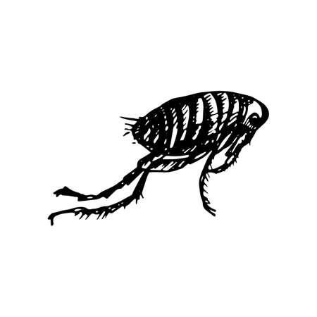おかしい怒っているノミ ペット寄生虫 ベクトルフラット漫画キャラクターイラストアイコン 白いバックグルーで隔離 のイラスト素材 ベクタ Image