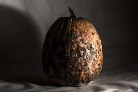 Dry and rotten pumpkin on a black white background, spoiled vegetable. sinister food Stock Photo