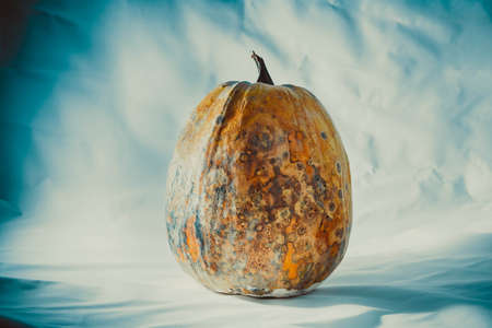 Dry and rotten and dried pumpkin on a blue-white background, spoiled vegetable. dangerous food.