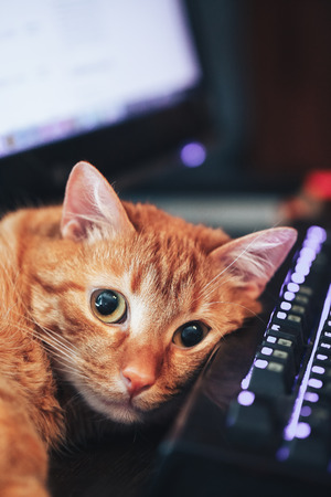 Red Ginger Cute Cat Lay on Computer Keyboard on a work place and posing Фото со стока