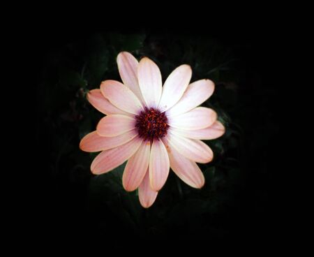 デイジーの花主に暗い背景に花の大きいピンクのヒナギクのシンプルで美しいショット 植物の美しさの素晴らしい例です の写真素材 画像素材 Image