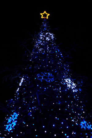 real christmas tree with blue lights and star at the top stock photo 8017211 - Christmas Tree With Blue Lights real christmas tree with blue lights and star at the top stock photo 8017211 - Christmas Tree With Blue Lights
