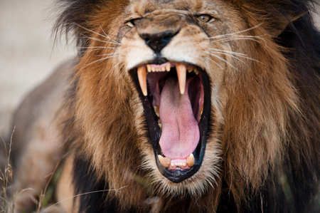 Angry roaring lion kruger national park south africa