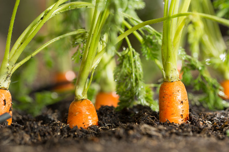 a carrot: cà rốt tươi trong bụi cây cô sắp được thu hoạch