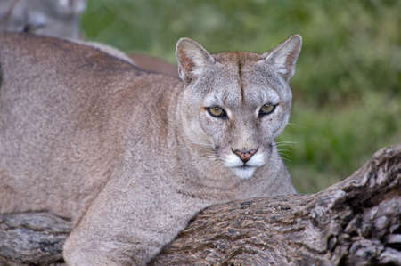 Puma Foto's, Afbeeldingen En Stock Fotografie 123RF Puma Foto's, Afbeeldingen En Stock Fotografie 123RF